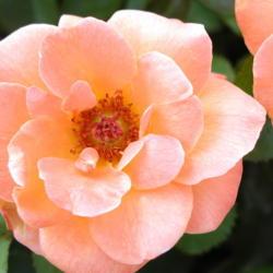 Location: in the Tulsa, OK Botanical Garden
Date: 2005-09-09
Rosa 'New Year'