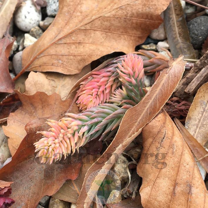 Photo of Jenny's Stonecrop (Petrosedum rupestre subsp. rupestre 'Touched in White') uploaded by BlueOddish