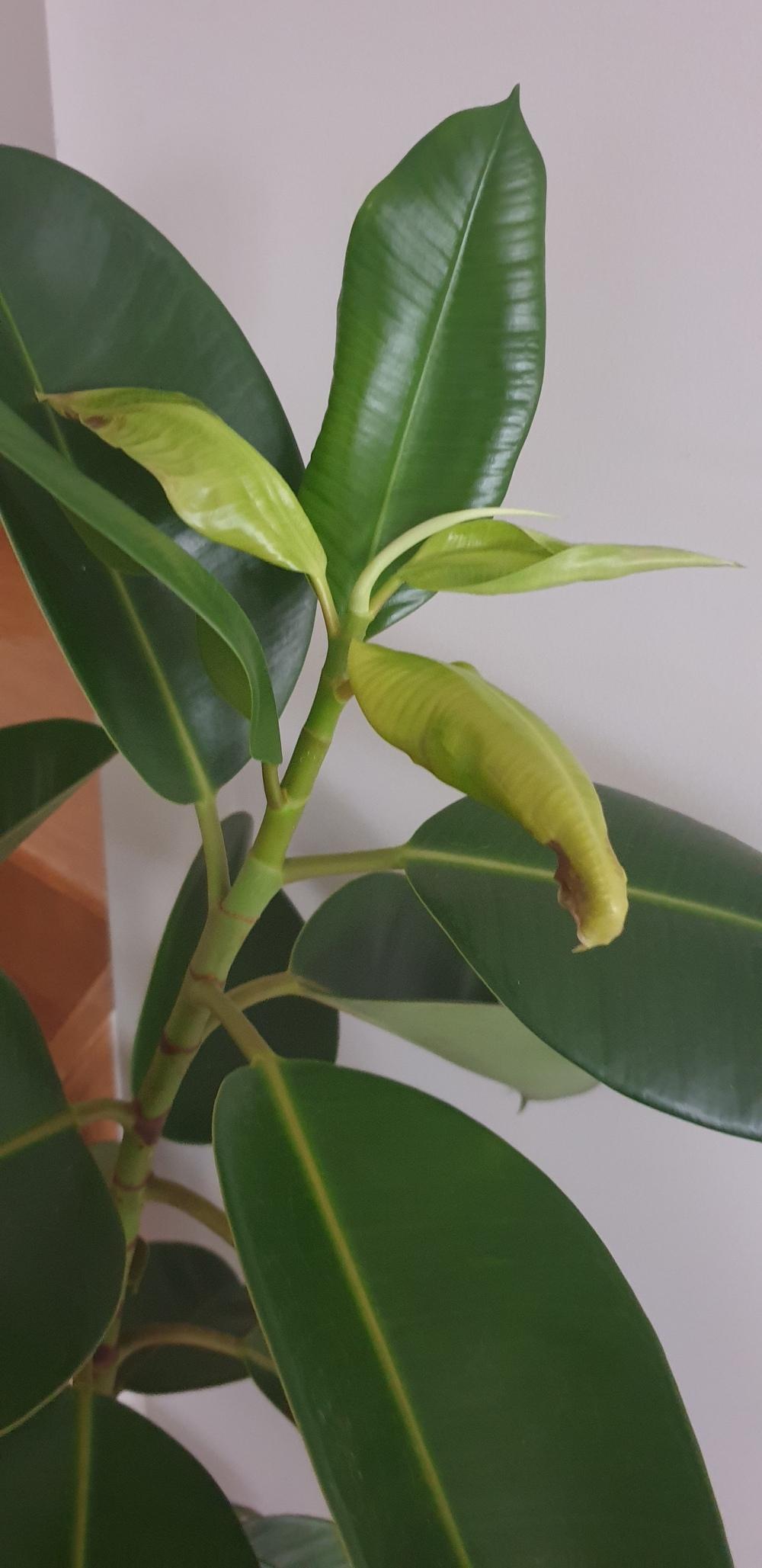 Photo of Rubber Plant (Ficus elastica) uploaded by Maddi123456