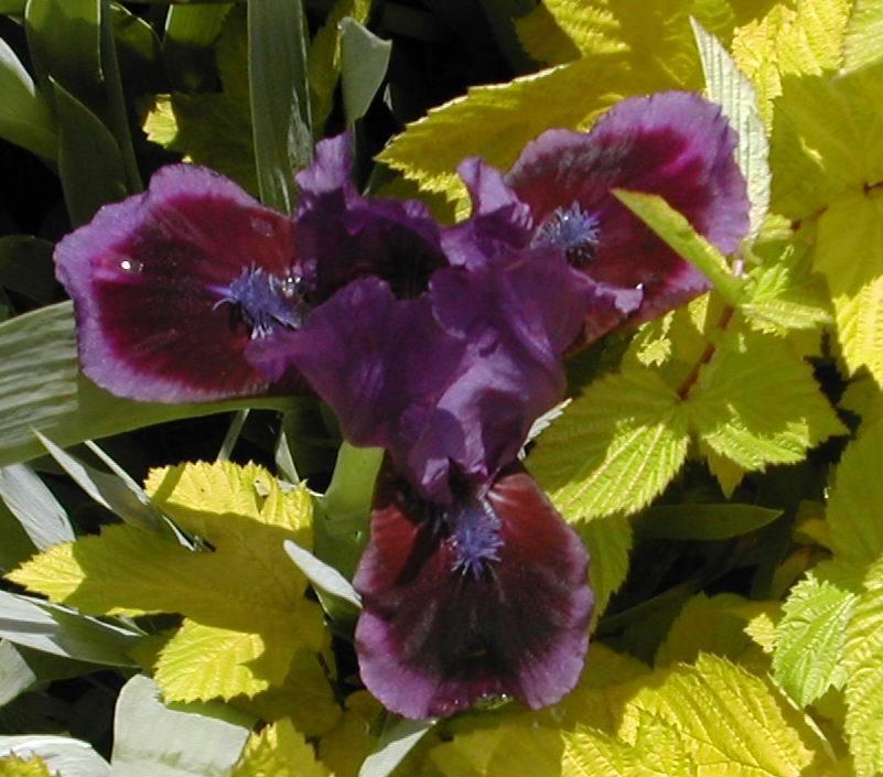 Photo of Standard Dwarf Bearded Iris (Iris 'Little Episode') uploaded by Vals_Garden