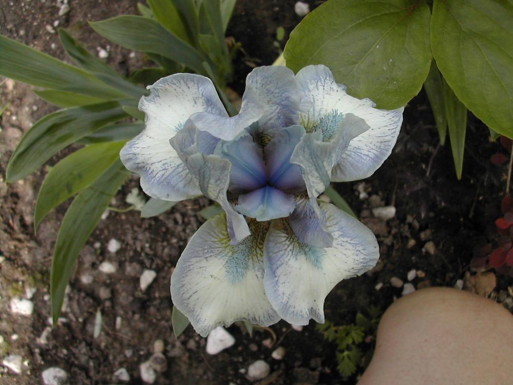 Photo of Standard Dwarf Bearded Iris (Iris 'Chubby Cheeks') uploaded by Vals_Garden