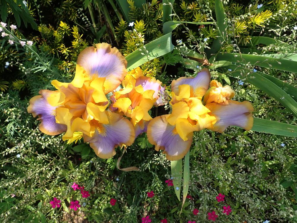 Photo of Border Bearded Iris (Iris 'Brown Lasso') uploaded by Vals_Garden