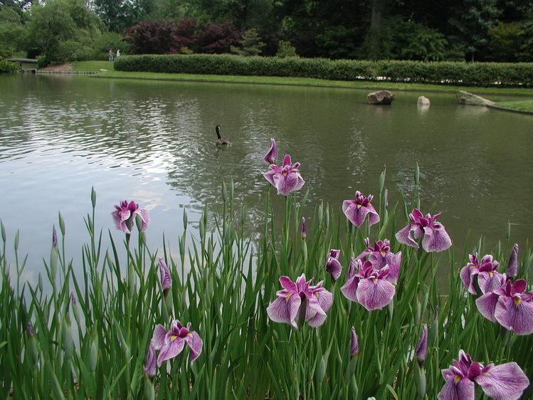 Photo of Japanese Iris (Iris ensata 'Prairie Glory') uploaded by jathton