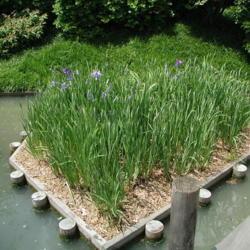 Location: Seiwa-en, The Missouri Botanical Garden
Date: 2001-05-27
Japanese Iris (Iris ensata 'Prairie Glory')