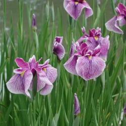 Location: Seiwa-en, The Missouri Botanical Garden
Date: 05-27-2001
Japanese Iris (Iris ensata 'Prairie Glory')