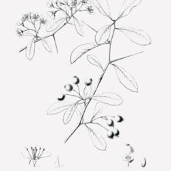 
Date: c. 1902
illustration [of var. pyracanthifolia] by C. E. Faxon from Sargen