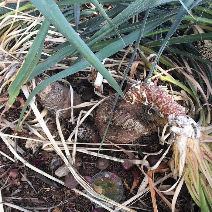 Photo of Adam's Needle (Yucca filamentosa) uploaded by BlueOddish
