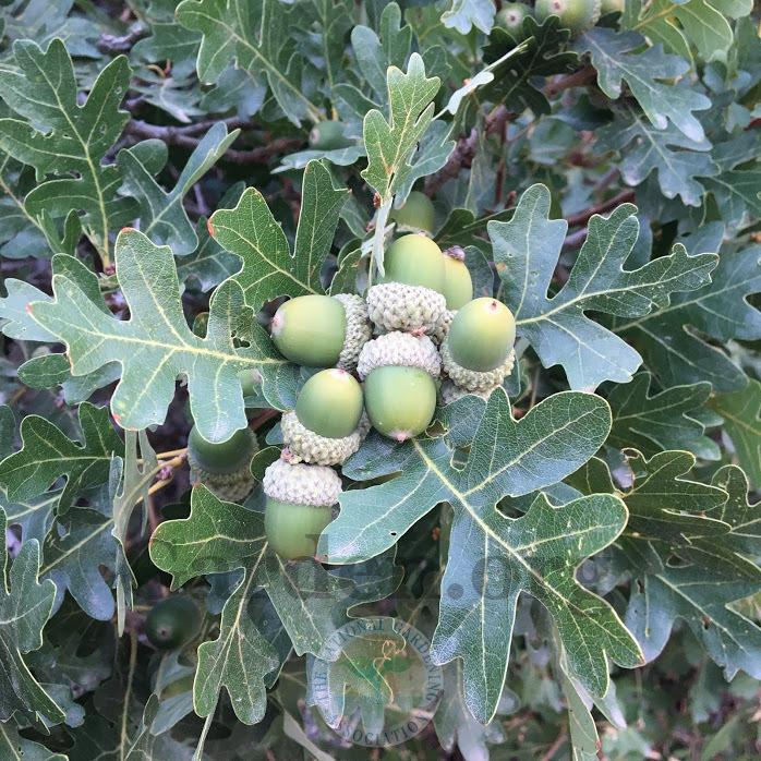 Photo of Gambel Oak (Quercus gambelii) uploaded by BlueOddish