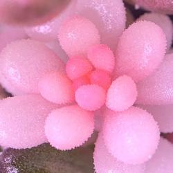 
Date: 2021-02-12
Macro image of a variegated Sedum rubrotinctum prop