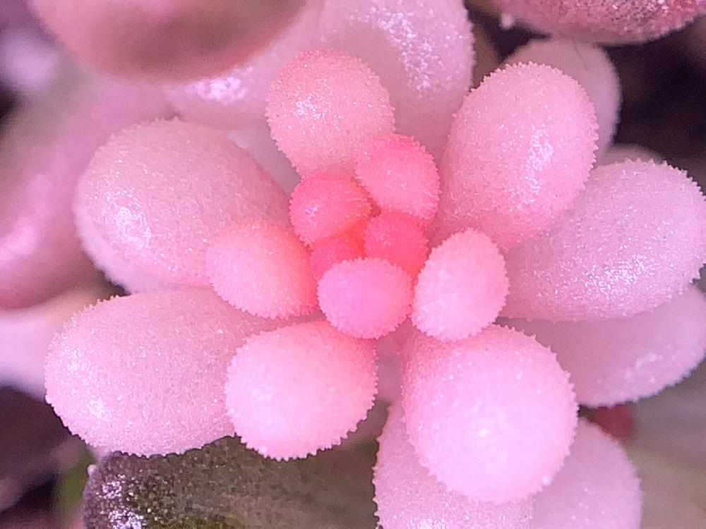 Photo of Jelly Bean (Sedum x rubrotinctum) uploaded by Corber