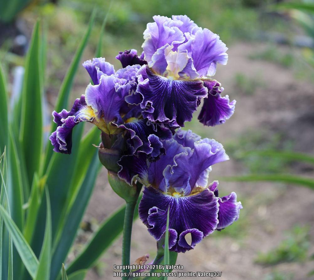 Photo of Tall Bearded Iris (Iris 'Belle Fille') uploaded by Valery33