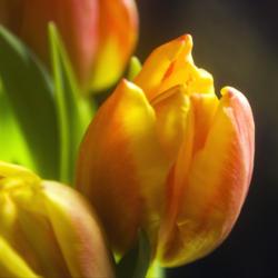 Location: Pennsylvania
Date: 2021-02-11
Supermarket tulips in February