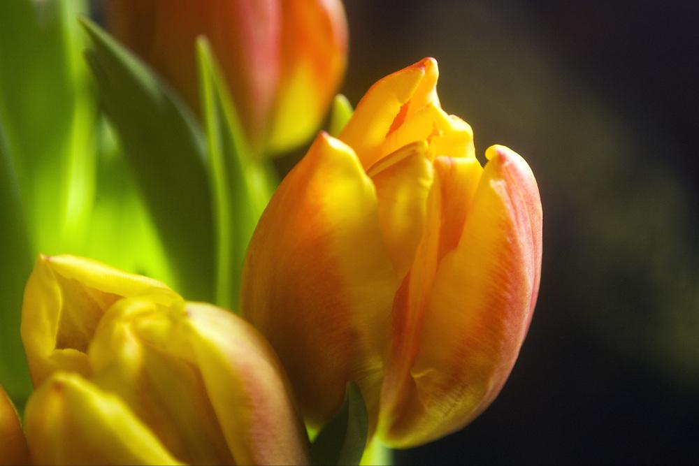 Photo of Tulips (Tulipa) uploaded by AudreyDee