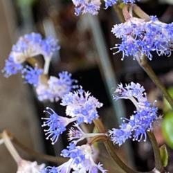 Location: St Louis
Date: 2021-02-14
Curious tiny electric blue flowers