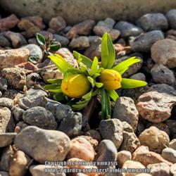 Location: Albuquerque, NM Zone 7b
Date: 02.03.2021
First one up in the rock garden