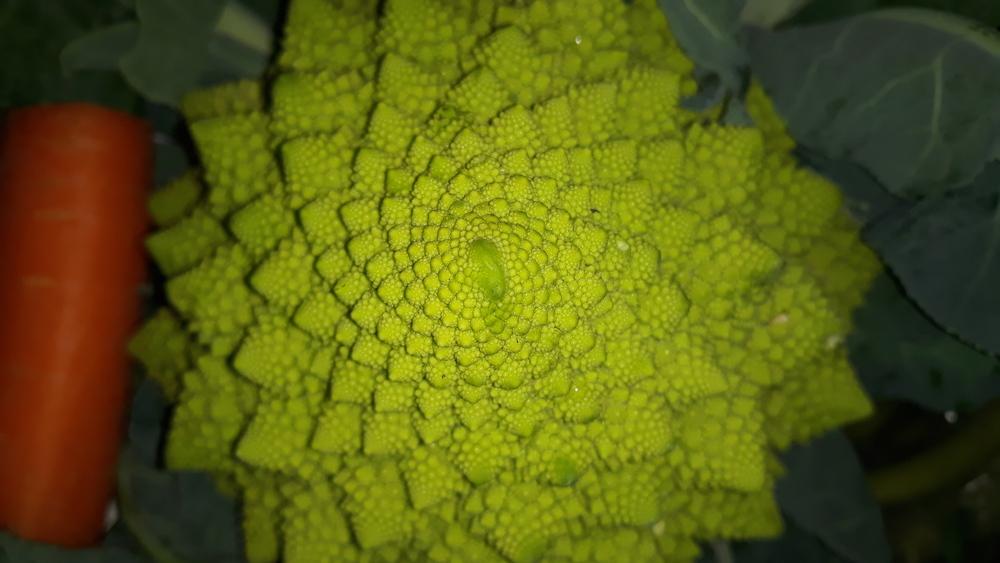 Photo of Cauliflower (Brassica oleracea var. botrytis 'Romanesco') uploaded by skopjecollection