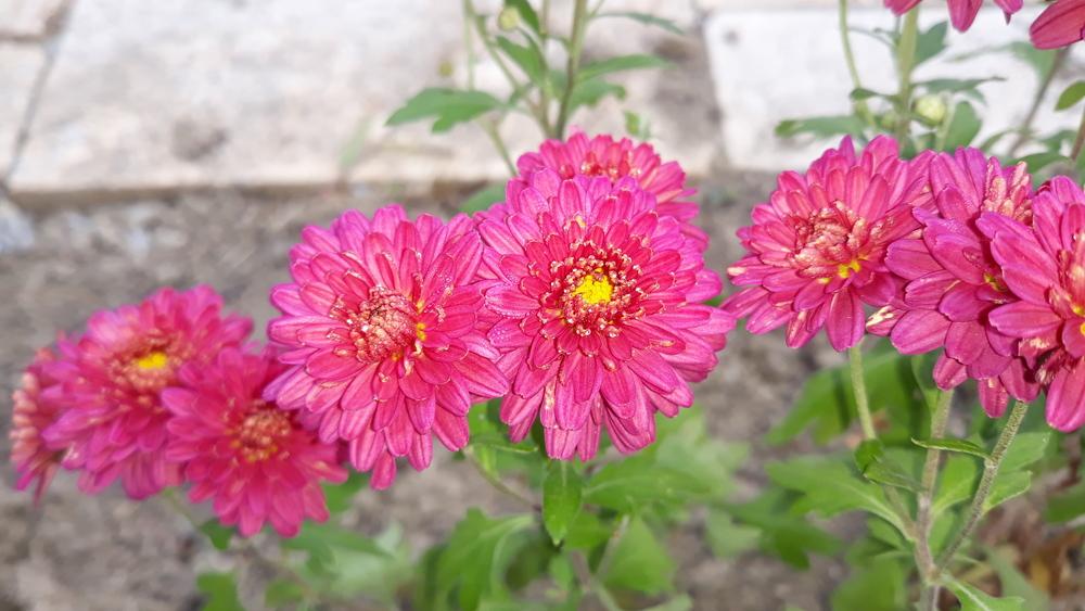 Photo of Chrysanthemum uploaded by skopjecollection