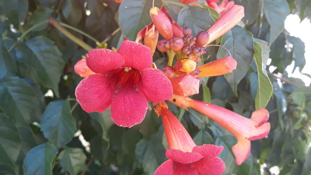 Photo of Trumpet Vine (Campsis radicans) uploaded by skopjecollection