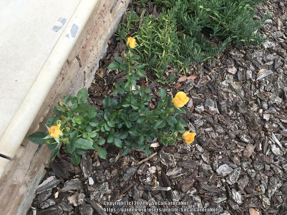 Photo of Floribunda Rose (Rosa 'Julia Child') uploaded by SoCalGardenNut