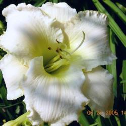 Location: MY GARDEN
Date: 2005-06-22
EARLY SNOW: RECOGNIZED AS THE BEST TETRAPLOID WHITE DAYLILY
