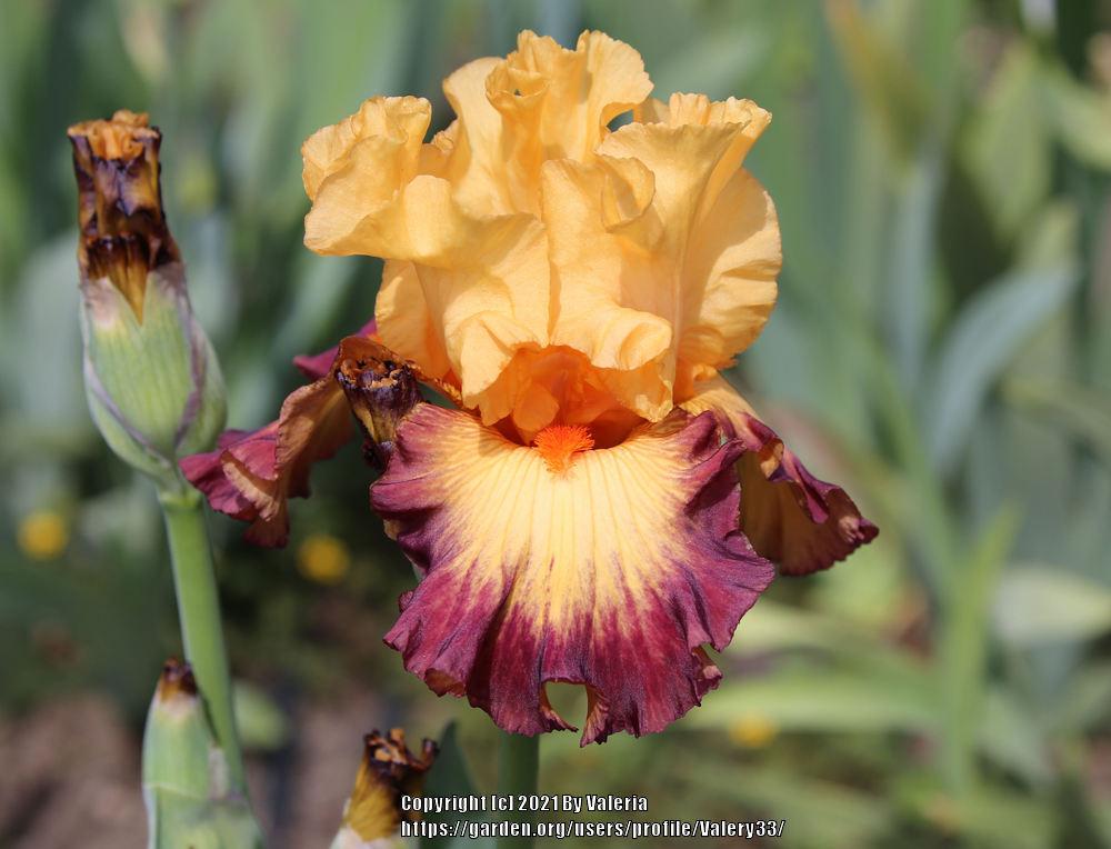 Photo of Tall Bearded Iris (Iris 'Jazz Band') uploaded by Valery33