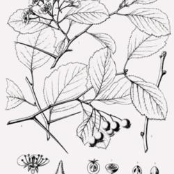 
Date: c. 1902
illustration [as C. gemmosa] by C. E. Faxon from Sargent's 'Silva