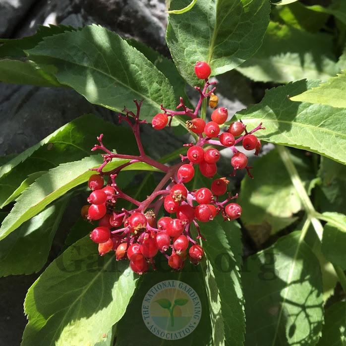 Photo of Red Elderberry (Sambucus racemosa) uploaded by BlueOddish