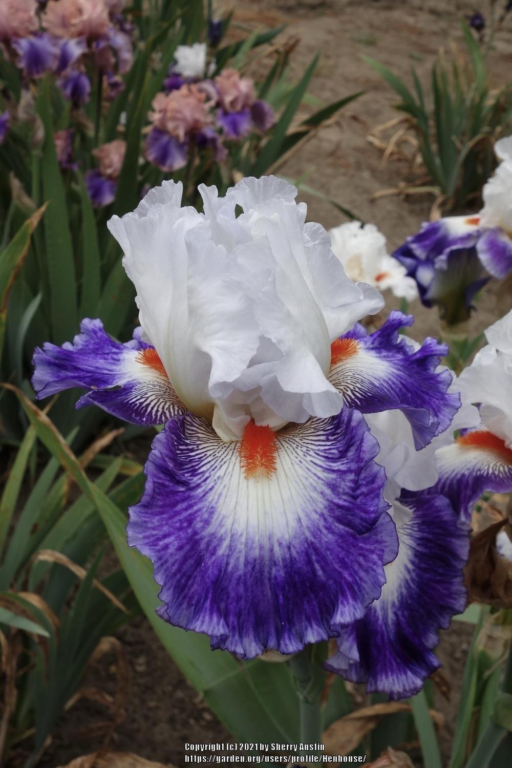 Photo of Tall Bearded Iris (Iris 'Gypsy Lord') uploaded by Henhouse