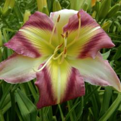 
Photo courtesy of Mike Grossman/Northern Lights Daylilies.