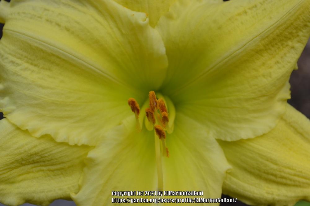 Photo of Daylily (Hemerocallis 'Beauty to Behold') uploaded by KJMarionGallant