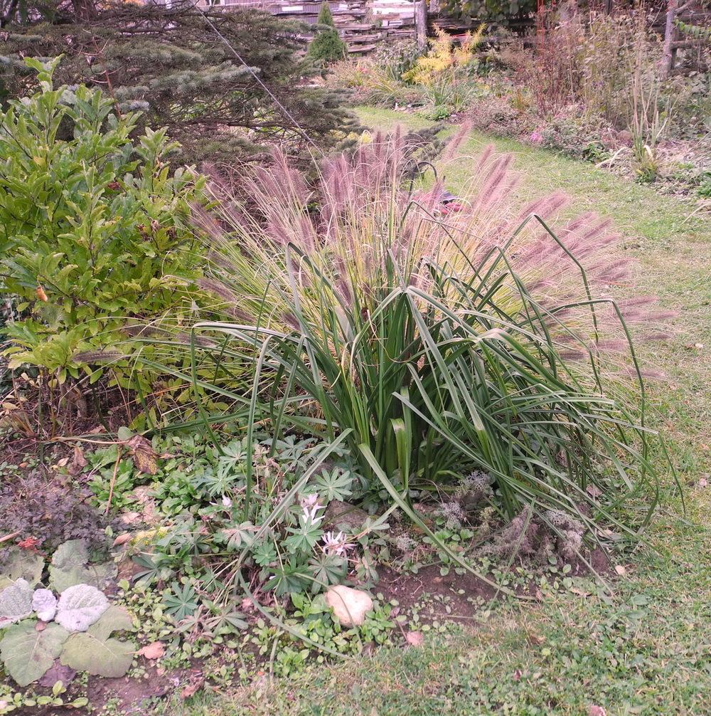 Photo of Fountain Grass (Cenchrus alopecuroides 'Red Head') uploaded by Vals_Garden