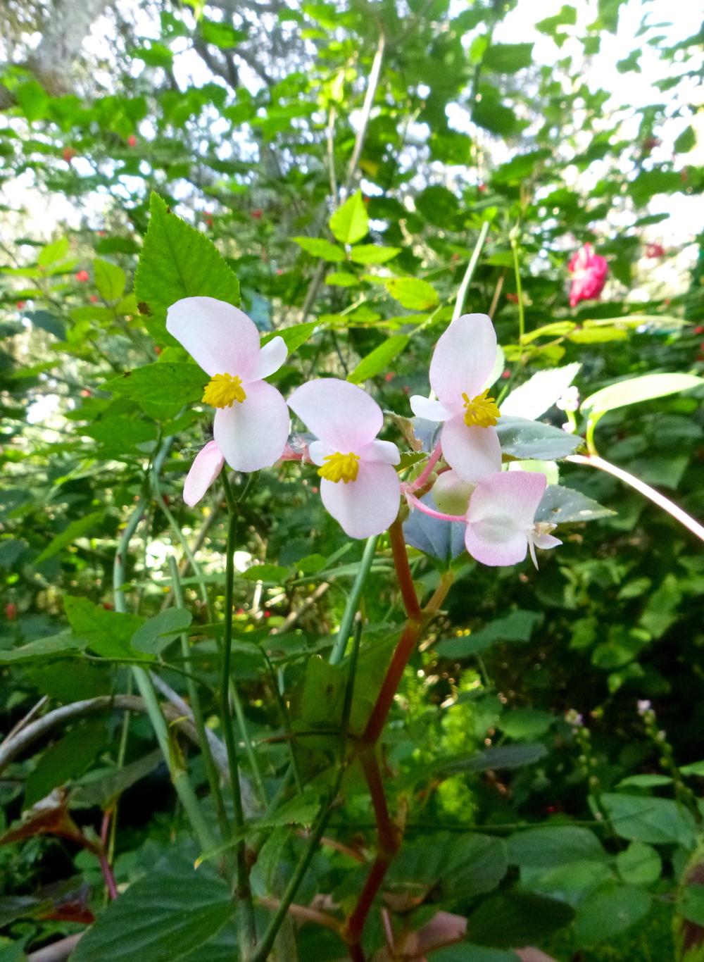 Photo of Begonias (Begonia) uploaded by scvirginia