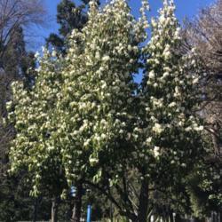 Location: California State Capitol Park, Sacramento CA.
Date: 02/17/21
Fills the air with attractive fragrance in February.