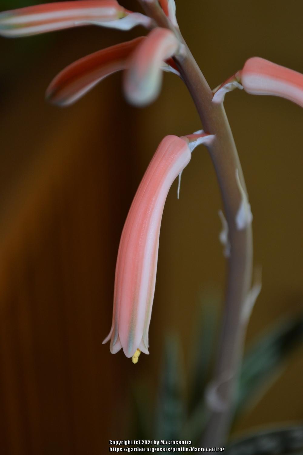 Photo of Partridge Breast Aloe (Gonialoe variegata) uploaded by Macrocentra