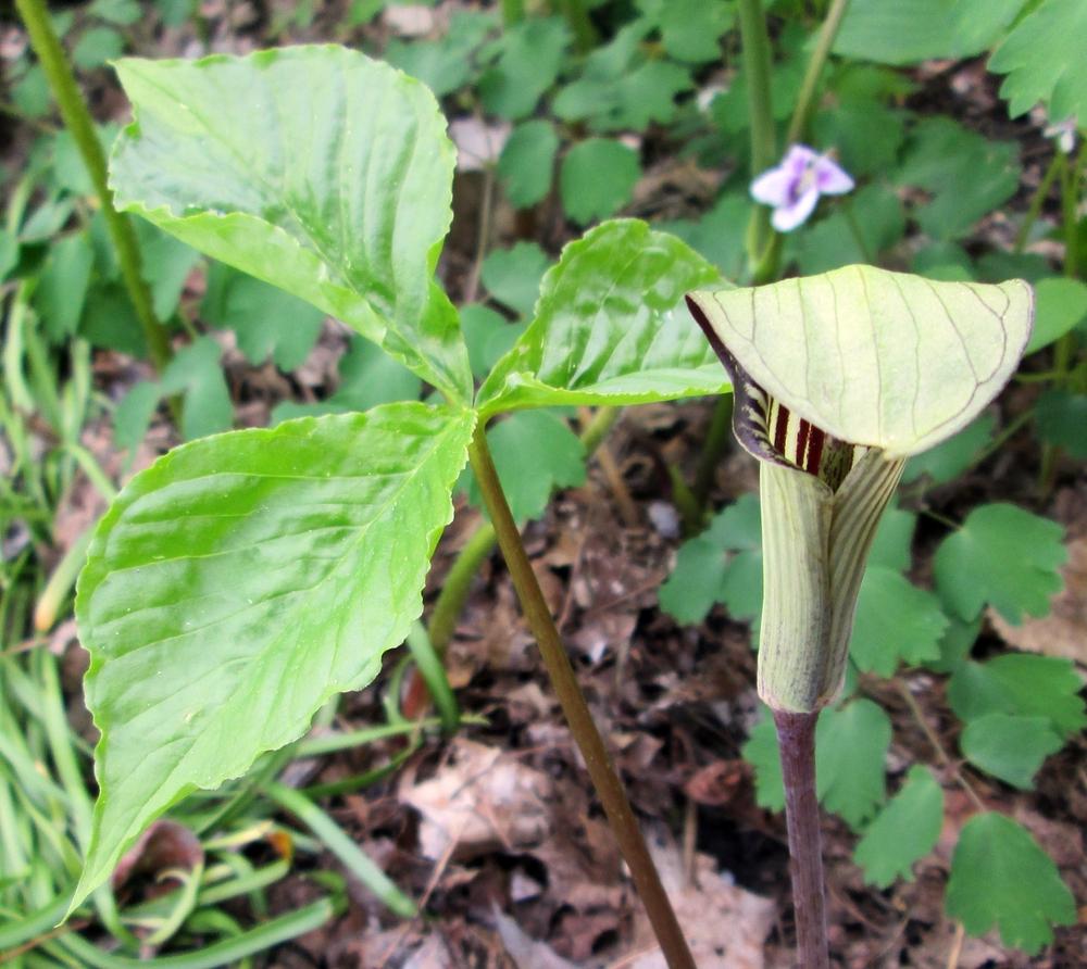 Photo of Jack in the Pulpit (Arisaema triphyllum) uploaded by lauribob