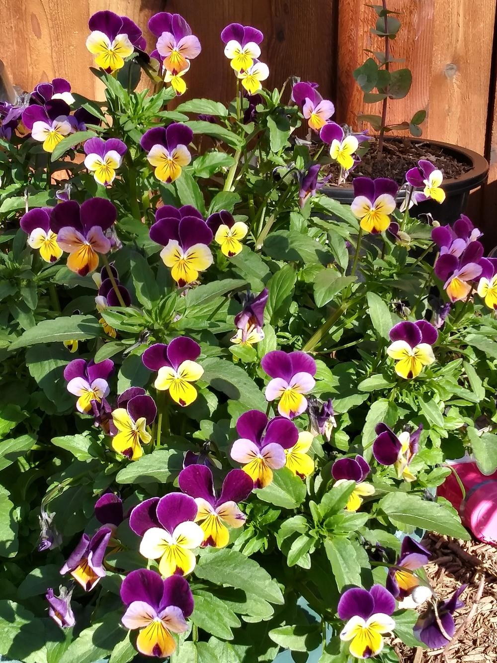 Photo of Johnny Jump-Up (Viola tricolor) uploaded by Daisysdaughter
