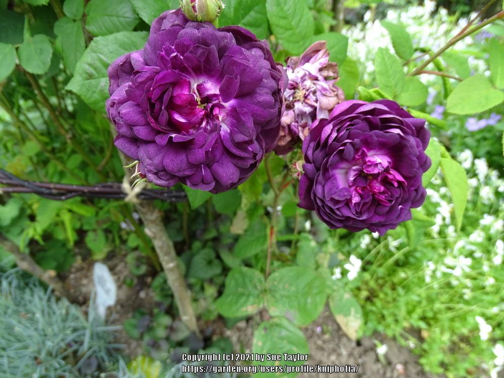 Photo of Rose (Rosa 'Cardinal de Richelieu') uploaded by kniphofia