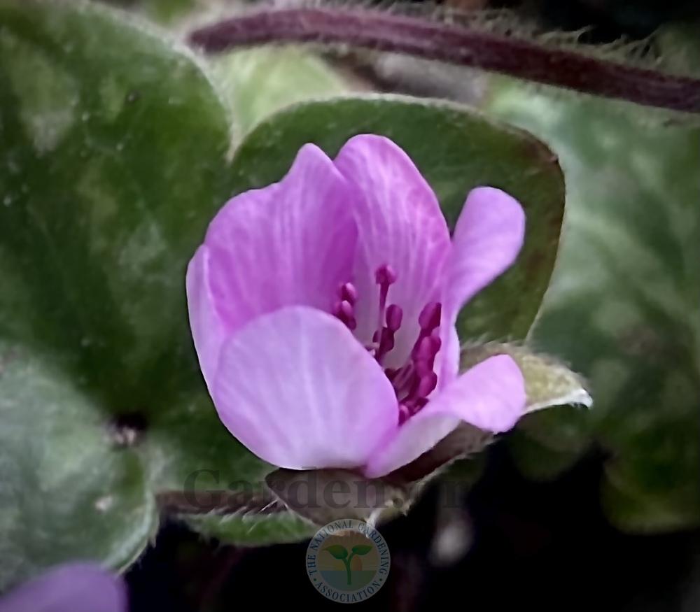 Photo of Sharp-Lobed Hepatica (Hepatica nobilis var. acuta) uploaded by springcolor