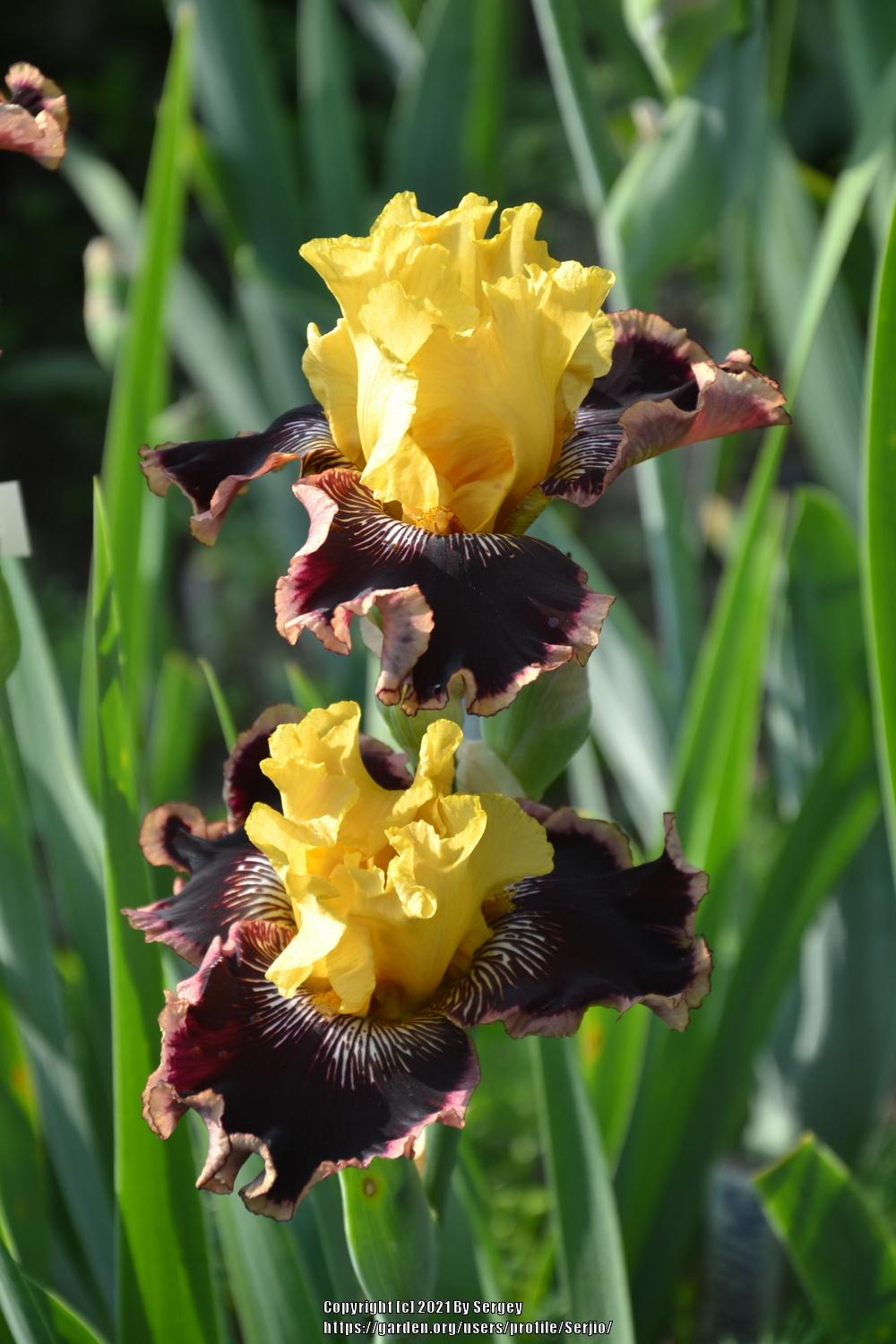 Photo of Tall Bearded Iris (Iris 'Indulgence') uploaded by Serjio