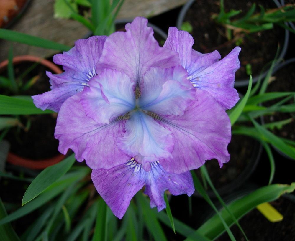 Photo of Siberian Iris (Iris 'Careless Sally') uploaded by Vals_Garden