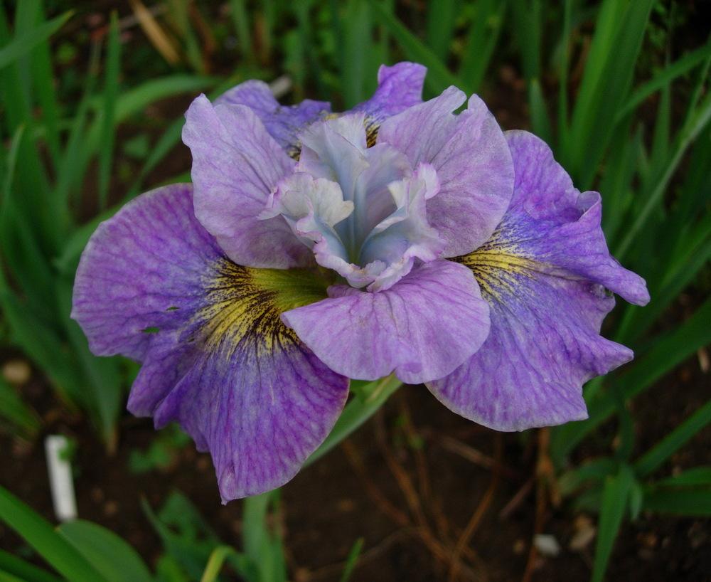 Photo of Siberian Iris (Iris 'Careless Sally') uploaded by Vals_Garden