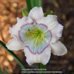 Location: My Garden, Ontario, Canada
Date: 2019-07-30
Great little miniature daylily with a powder blue eye.