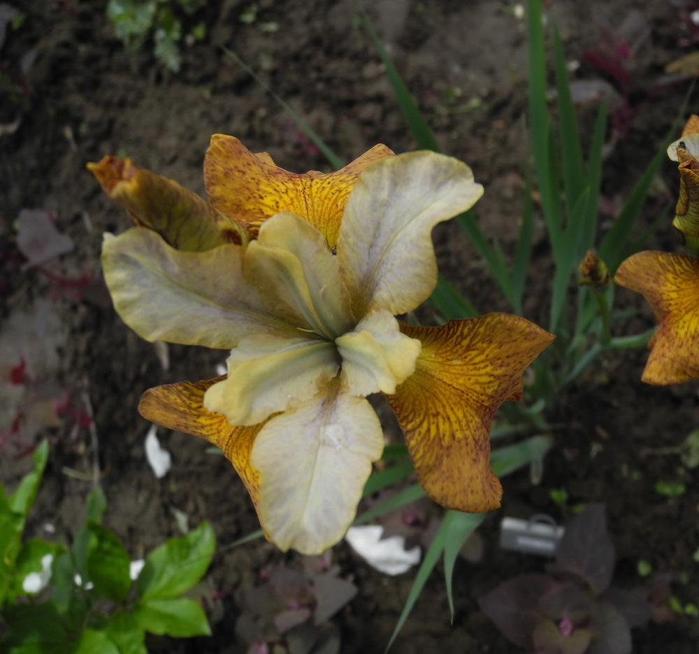 Photo of Siberian Iris (Iris 'Ginger Twist') uploaded by Vals_Garden