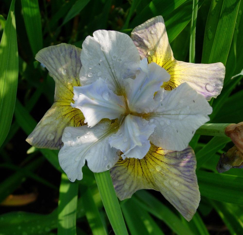 Photo of Siberian Iris (Iris 'Sun Comes Up') uploaded by Vals_Garden