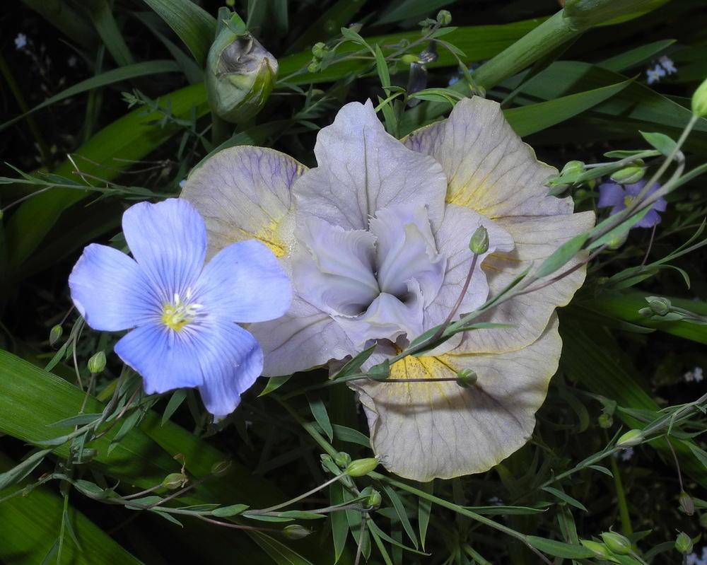 Photo of Siberian Iris (Iris 'Sun Comes Up') uploaded by Vals_Garden