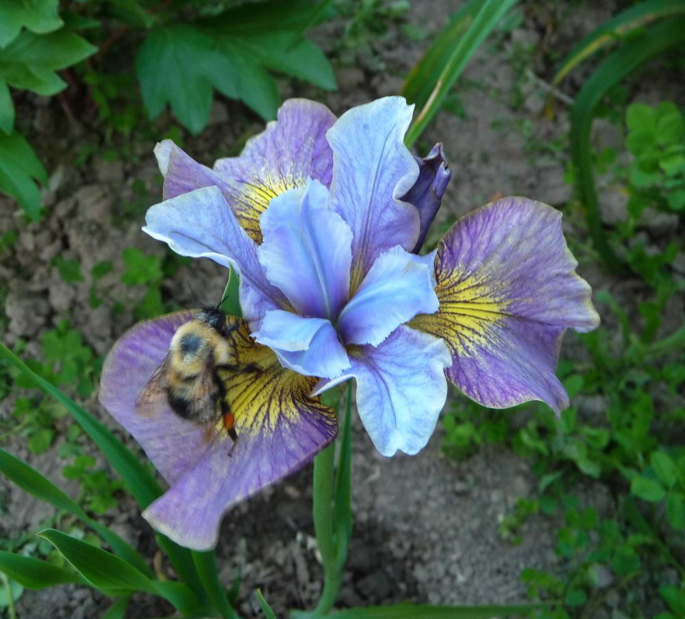 Photo of Siberian Iris (Iris 'Echo the Wind') uploaded by Vals_Garden