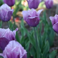 Location: The Missouri Botanical Garden
Date: 2004-04-18
Fringed Tulip (Tulipa 'Canova')