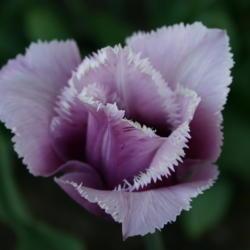 Location: The Missouri Botanical Garden
Date: 2004-04-18
Fringed Tulip (Tulipa 'Canova')