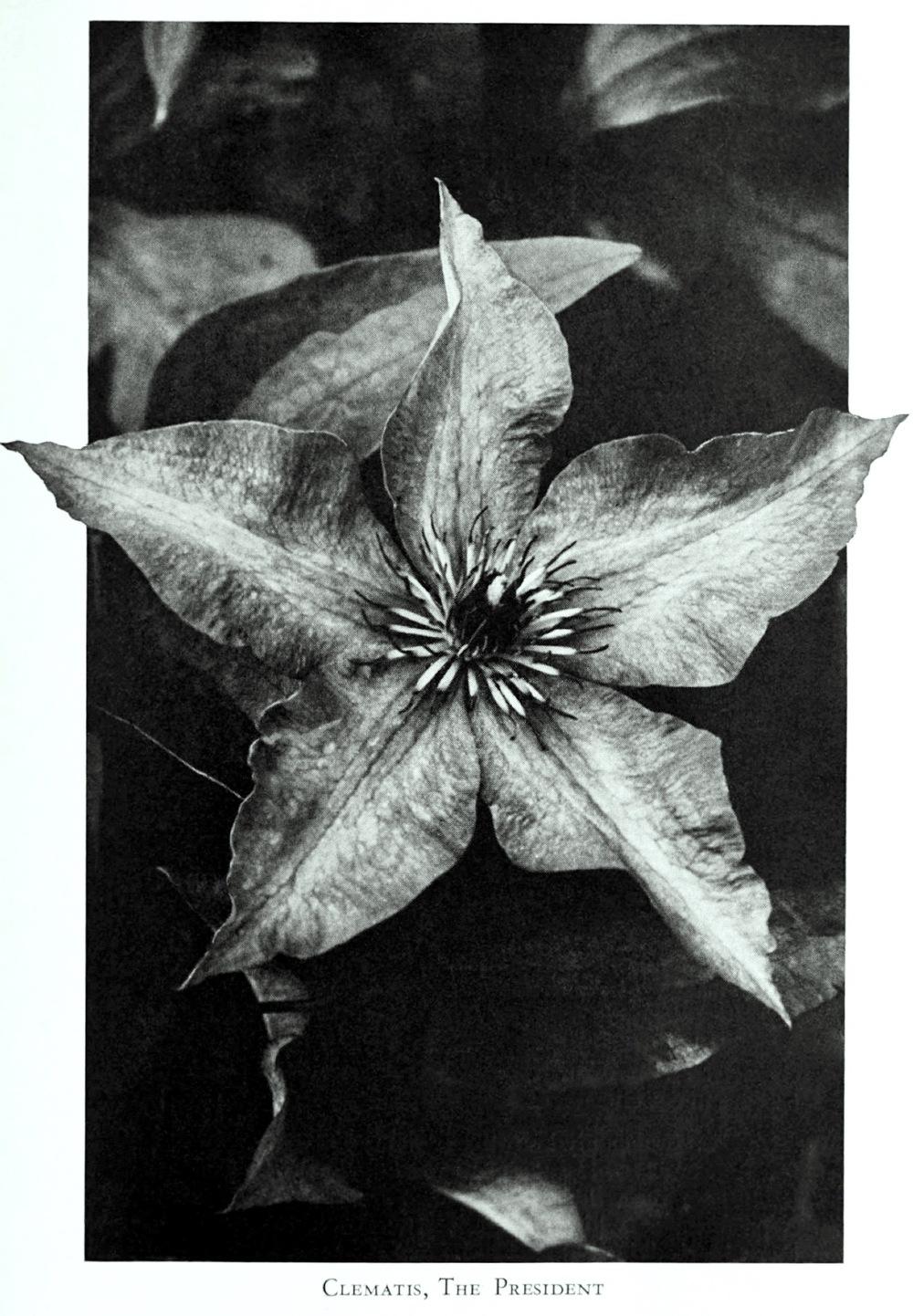 Photo of Clematis 'The President' uploaded by scvirginia
