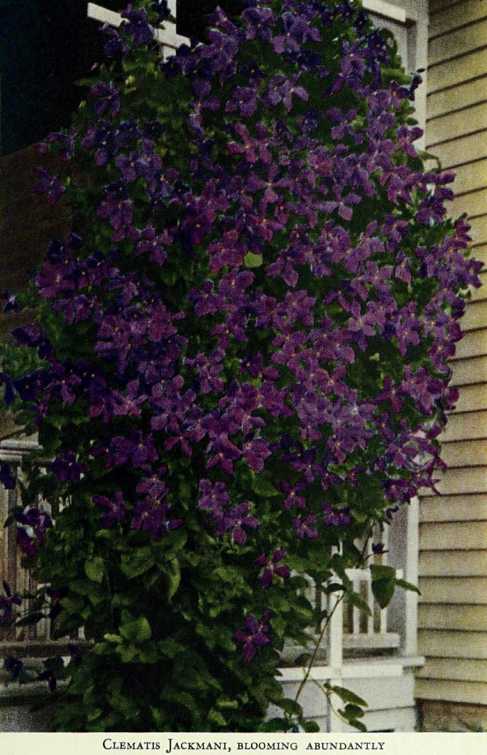 Photo of Clematis 'Jackmanii' uploaded by scvirginia
